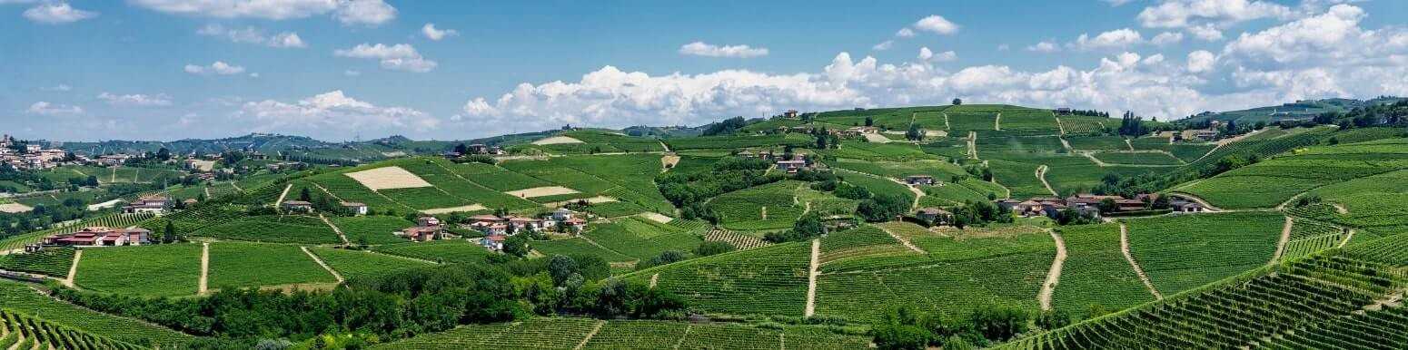 Barbaresco Red Wines | Discover Our Selection