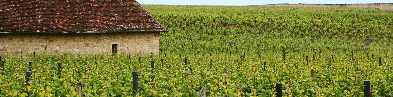 Vini Rossi Francesi della Borgogna | Scopri la Nostra Selezione