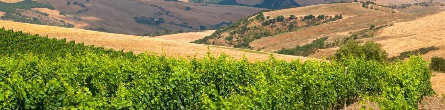 Italian Red Wines from Basilicata | Discover Our Selection