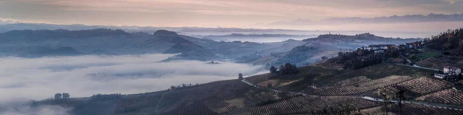 Italian White Wines from Piedmont | Discover Our Selection
