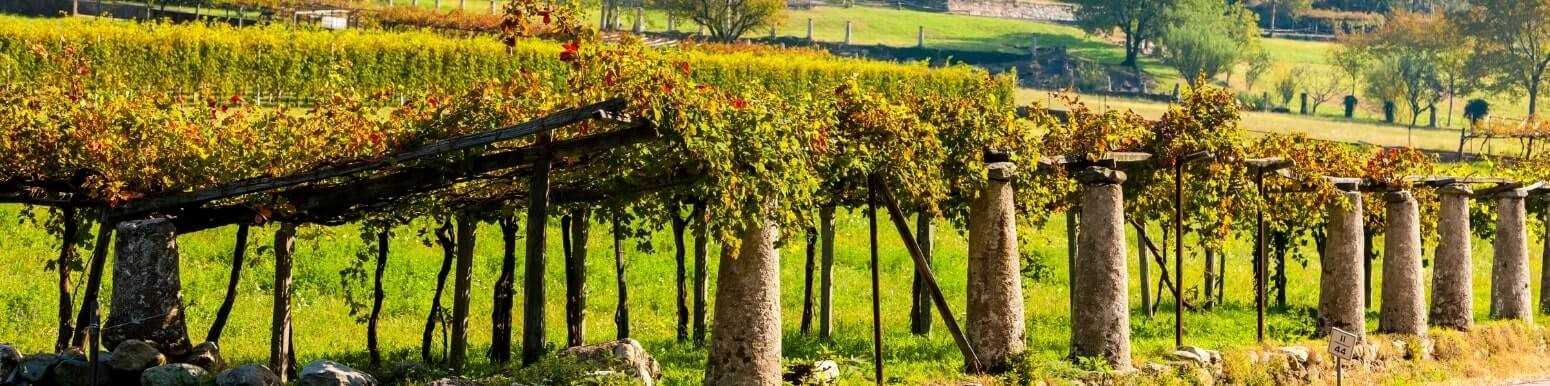 Vini Bianchi Valle Italiani della d'Aosta | Scopri la Nostra Selezione