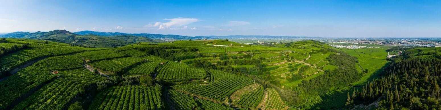 Italian White Wines from Veneto | Discover Our Selection