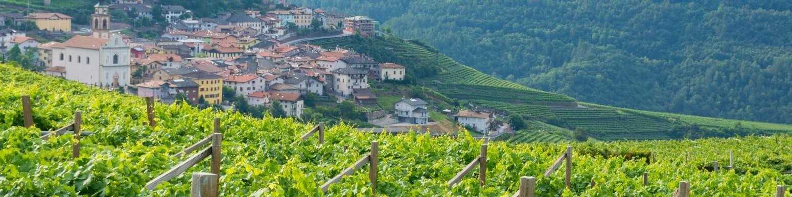 Italian White Wines from Trentino Alto Adige | Discover Our Selection
