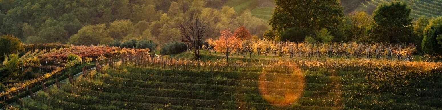 Italian White Wines from Friuli Venezia Giulia | Discover Our Selection