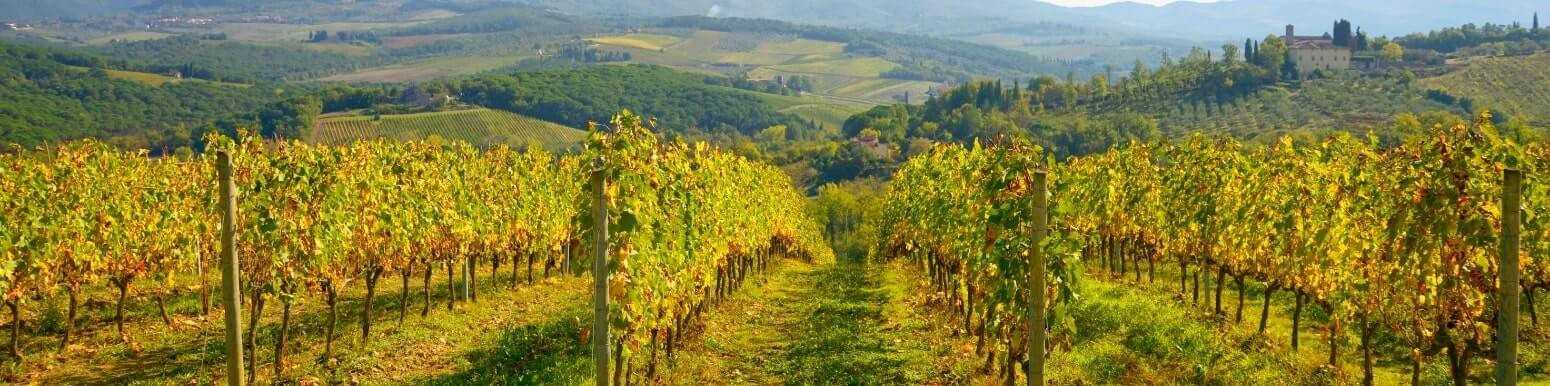 Vini Bianchi Italiani della Toscana | Scopri la Nostra Selezione