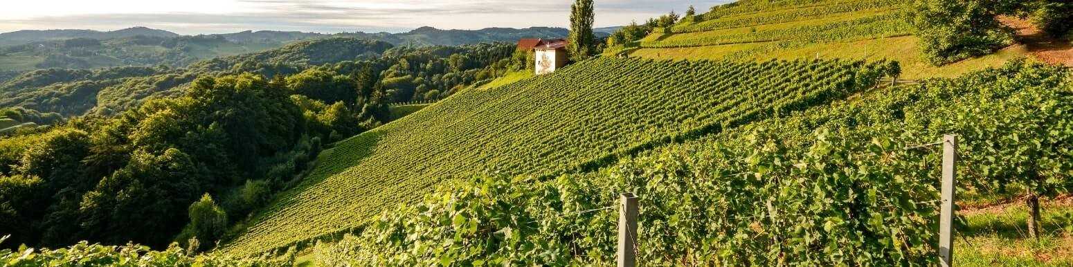 Vini Bianchi Italiani dell'Abruzzo | Scopri la Nostra Selezione