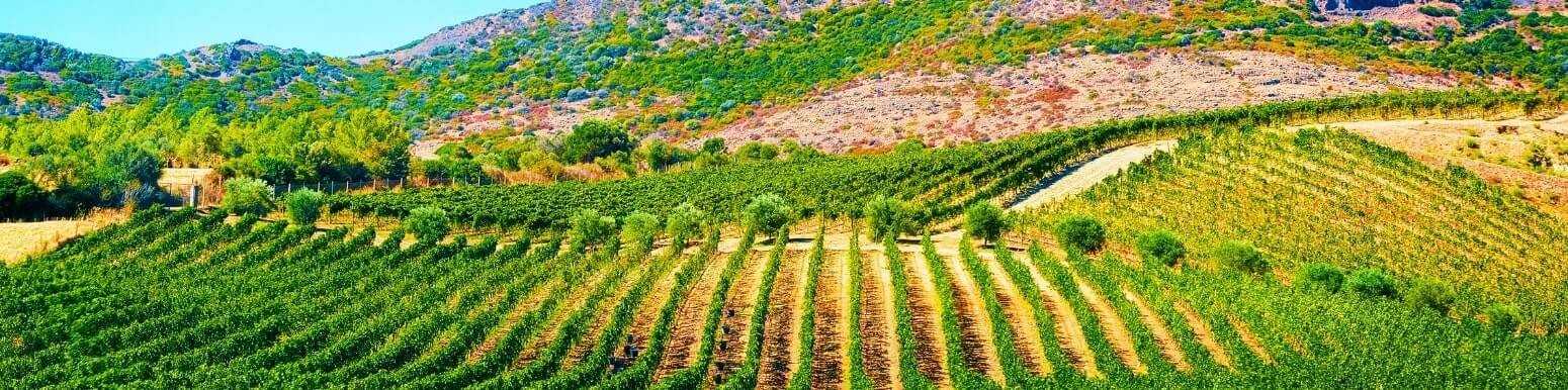 Vini Bianchi Italiani della Sardegna | Scopri la Nostra Selezione
