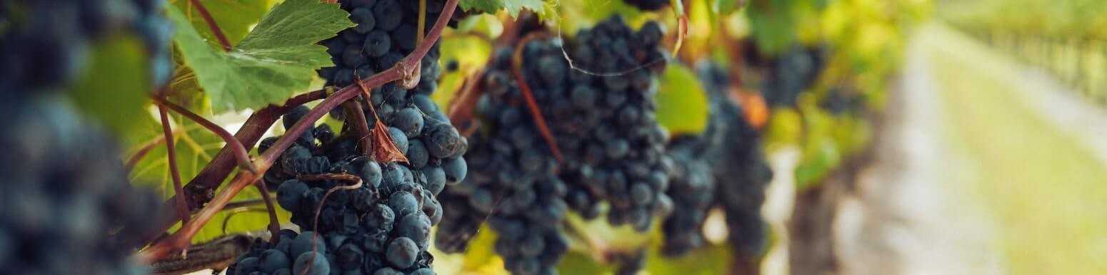 Red Wines Vines and Names | Discover Our Selection